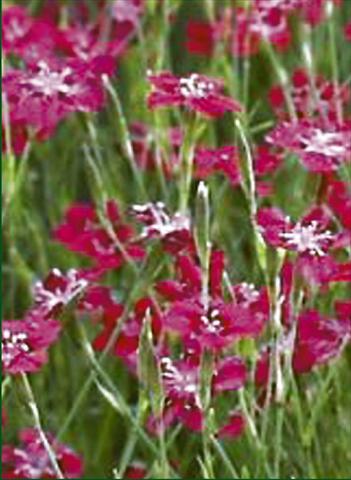 Photos von Blumenvarianten benutzt als: Beet- / Rabattenpflanze Dianthus deltoides Nelli