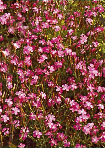 Photos von Blumenvarianten benutzt als: Beet- / Rabattenpflanze Dianthus deltoides Roseus