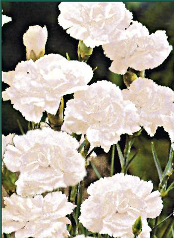 Photos von Blumenvarianten benutzt als: Beet- / Rabattenpflanze Dianthus plumarius Albus