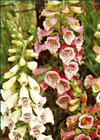 Photos von Blumenvarianten benutzt als: Beet- / Rabattenpflanze Digitalis purpurea Foxy
