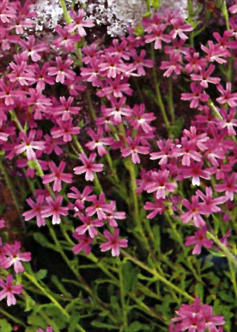 Photos von Blumenvarianten benutzt als: Beet- / Rabattenpflanze Erinus alpinus Dr Hanle
