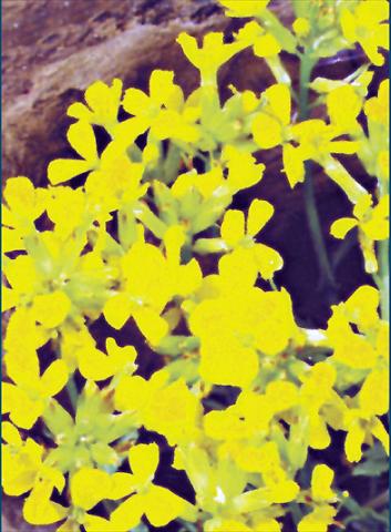 Photos von Blumenvarianten benutzt als: Beet- / Rabattenpflanze Erysimum Yellow Bird