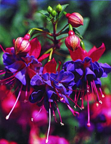 Photos von Blumenvarianten benutzt als: Ampel/Topf Fuchsia Winston Churchill