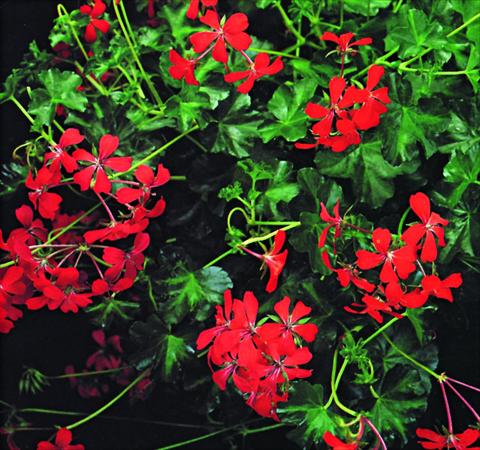 Photos von Blumenvarianten benutzt als: Ampel/Topf Pelargonium peltatum Decora Rosso