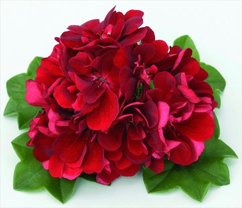 Photos von Blumenvarianten benutzt als: Ampel/Topf Pelargonium peltatum Doblino Rouge Foncé