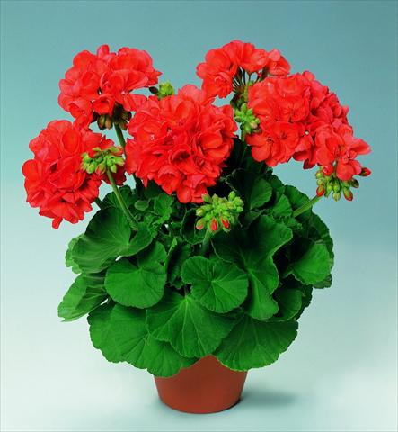 Photos von Blumenvarianten benutzt als: Topf, Beet, Terrasse Pelargonium zonale pac® Perlenkette Orange