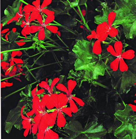 Photos von Blumenvarianten benutzt als: Ampel/Topf Pelargonium peltatum Ville De Paris