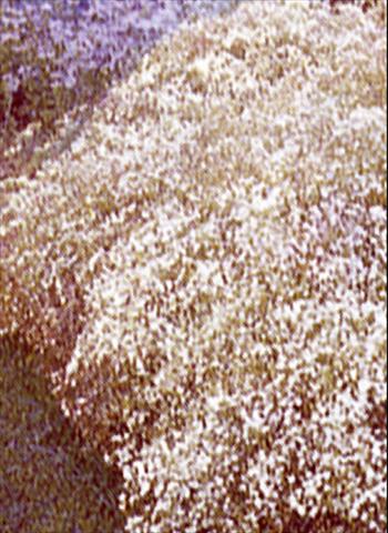 Photos von Blumenvarianten benutzt als: Beet- / Rabattenpflanze Gypsophila paniculata Scneeflocke