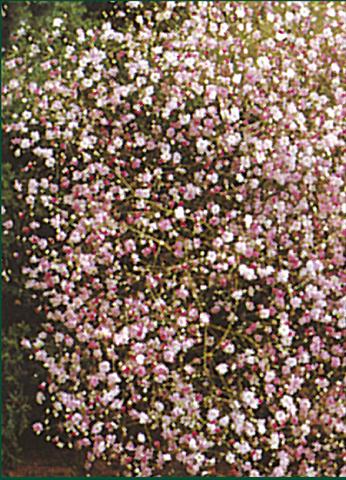 Photos von Blumenvarianten benutzt als: Beet- / Rabattenpflanze Gypsophila paniculata Rosea