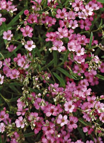 Photos von Blumenvarianten benutzt als: Beet- / Rabattenpflanze Gypsophila repens  Rosea