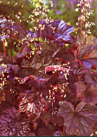 Photos von Blumenvarianten benutzt als: Beet- / Rabattenpflanze Heuchera americana Place Purple Selection