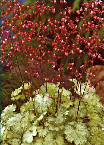 Photos von Blumenvarianten benutzt als: Beet- / Rabattenpflanze Heuchera sanguinea Splendens Leuchtfaker