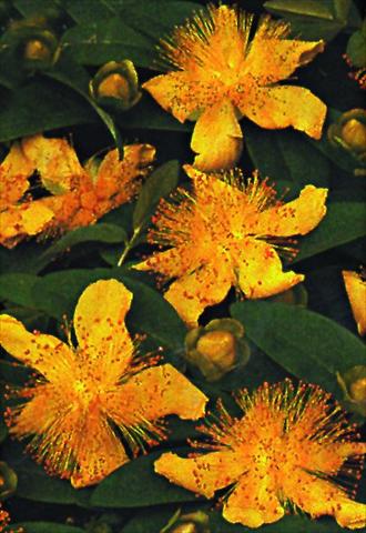 Photos von Blumenvarianten benutzt als: Beet- / Rabattenpflanze Hypericum calycinum Rose von Sharon