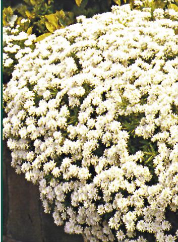 Photos von Blumenvarianten benutzt als: Beet- / Rabattenpflanze Iberis sempervirens Schneeflocke