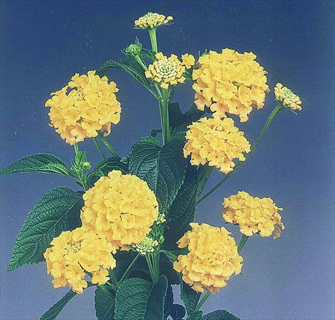 Photos von Blumenvarianten benutzt als: Topf Lantana camara Goldsonne