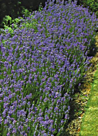 Photos von Blumenvarianten benutzt als: Beet- / Rabattenpflanze Lavandula angustifolia Vera