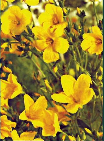 Photos von Blumenvarianten benutzt als: Beet- / Rabattenpflanze Linum flavum Compactum