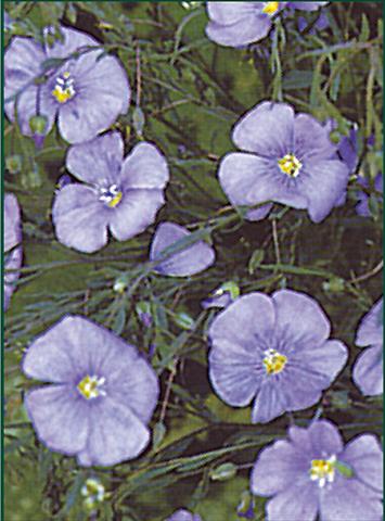 Photos von Blumenvarianten benutzt als: Beet- / Rabattenpflanze Linum nanum Blue Diamant