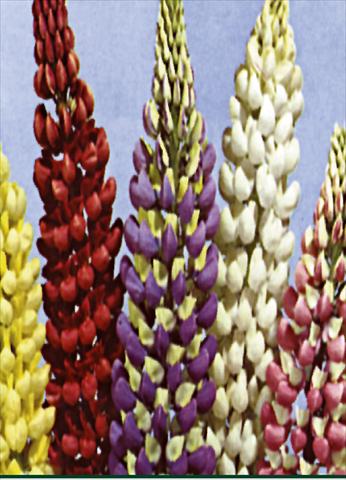 Photos von Blumenvarianten benutzt als: Beet- / Rabattenpflanze Lupinus russel Mixture