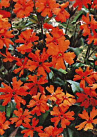 Photos von Blumenvarianten benutzt als: Beet- / Rabattenpflanze Lychnis x arkwrightii Vesuvius
