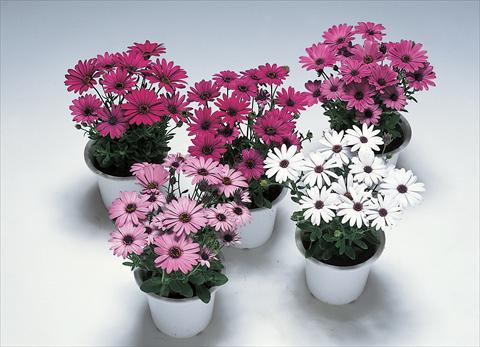 Photos von Blumenvarianten benutzt als: Topf Osteospermum Ecklonis Passion F1 Mix