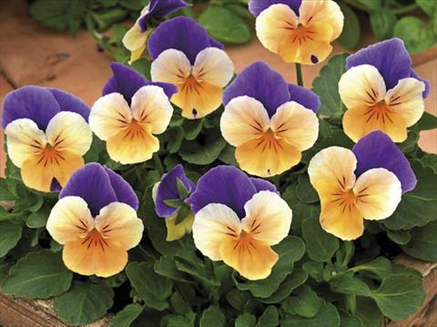 Photos von Blumenvarianten benutzt als: Topf und Beet Viola cornuta Peach Jump Up