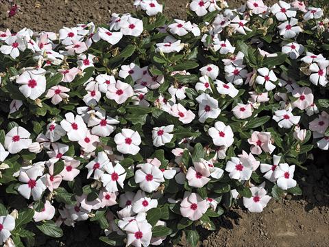 Photos von Blumenvarianten benutzt als: Topf und Beet Catharanthus roseus - Vinca Cora F1 Apricot