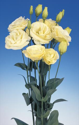 Photos von Blumenvarianten benutzt als: Schnittblume Lisianthus (Eustoma grandiflorum) Mariachi Yellow