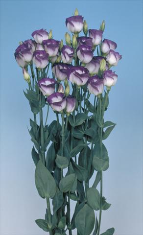 Photos von Blumenvarianten benutzt als: Schnittblume Lisianthus (Eustoma grandiflorum) Piccolo Blue