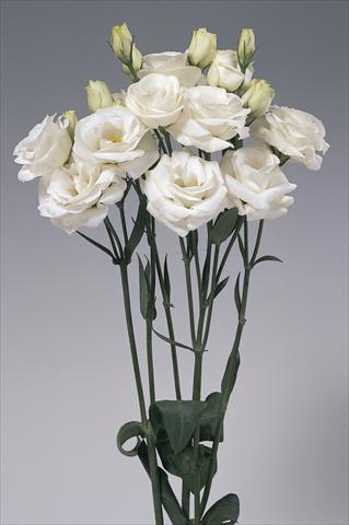 Photos von Blumenvarianten benutzt als: Schnittblume Lisianthus (Eustoma grandiflorum) Lisi Rosita White