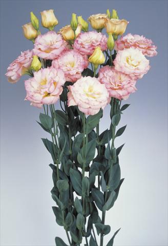 Photos von Blumenvarianten benutzt als: Schnittblume Lisianthus (Eustoma grandiflorum) Echo Champagne