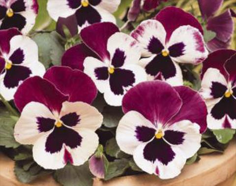 Photos von Blumenvarianten benutzt als: Topf und Beet Viola wittrockiana Matrix Cassis