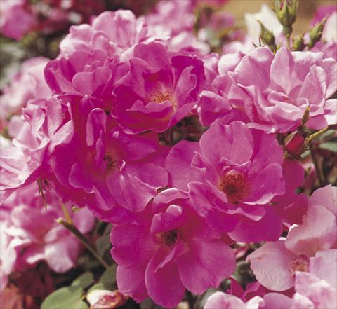 Photos von Blumenvarianten benutzt als: Beet- / Rabattenpflanze Rosa floribunda Pink Knock Out®
