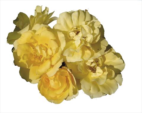 Photos von Blumenvarianten benutzt als: Topf und Beet Rosa floribunda Gold Tequila