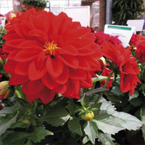Photos von Blumenvarianten benutzt als: Topf und Beet Dahlia Royal Dahlietta Tessy