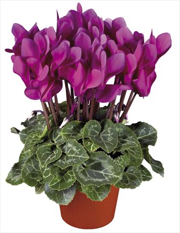 Photos von Blumenvarianten benutzt als: Topf und Beet Cyclamen persicum mini Super Serie®s Verano Dark Violet