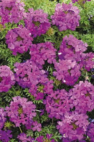 Photos von Blumenvarianten benutzt als: Topf und Beet Verbena Tapien® Purple