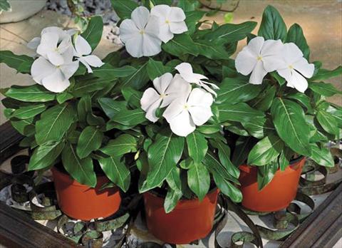 Photos von Blumenvarianten benutzt als: Topf und Beet Catharanthus roseus - Vinca Cora F1 White