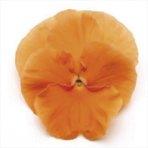 Photos von Blumenvarianten benutzt als: Topf und Beet Viola wittrockiana Matrix Deep Orange