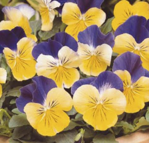 Photos von Blumenvarianten benutzt als: Topf und Beet Viola wittrockiana Matrix Morpheus