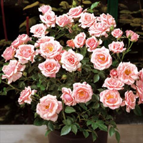 Photos von Blumenvarianten benutzt als: Topf Rosa floribunda Pink Meillandina