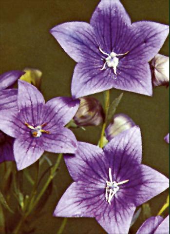 Photos von Blumenvarianten benutzt als: Beet- / Rabattenpflanze Platycodon grandiflorus Fuji Blue