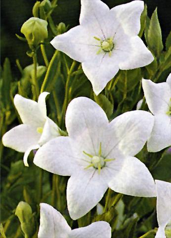 Photos von Blumenvarianten benutzt als: Beet- / Rabattenpflanze Platycodon grandiflorus Fuji White
