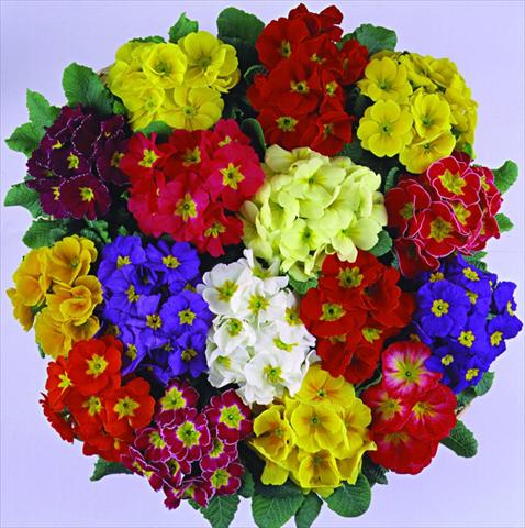 Photos von Blumenvarianten benutzt als: Topf und Beet Primula acaulis, veris, vulgaris Bellissima F1 Mix