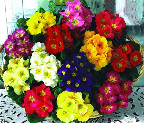Photos von Blumenvarianten benutzt als: Topf und Beet Primula acaulis, veris, vulgaris Fantastica F1 Mix