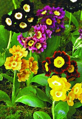 Photos von Blumenvarianten benutzt als: Topf und Beet Primula x pubescens Exibition Blue