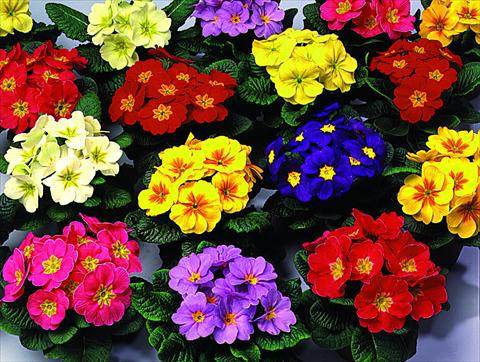 Photos von Blumenvarianten benutzt als: Ampel/Topf Primula acaulis, veris, vulgaris Unistar F1 Mix