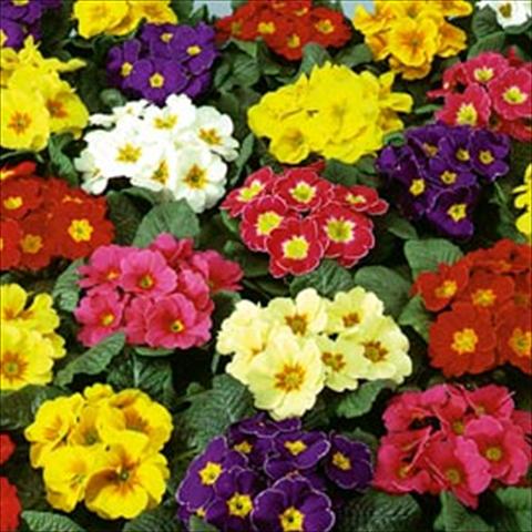 Photos von Blumenvarianten benutzt als: Topf und Beet Primula acaulis, veris, vulgaris Eblo F1 Mix