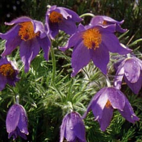 Photos von Blumenvarianten benutzt als: Beet- / Rabattenpflanze Pulsatilla vulgaris Blaue Glocke