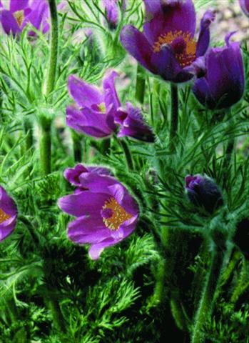 Photos von Blumenvarianten benutzt als: Topf und Beet Pulsatilla vulgaris Rote Glocke